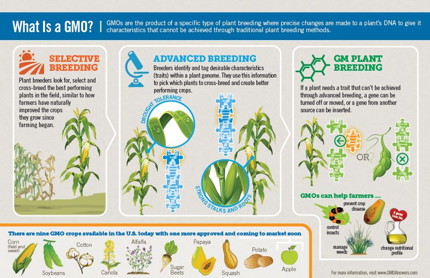 what_is_gmo_oct_2015