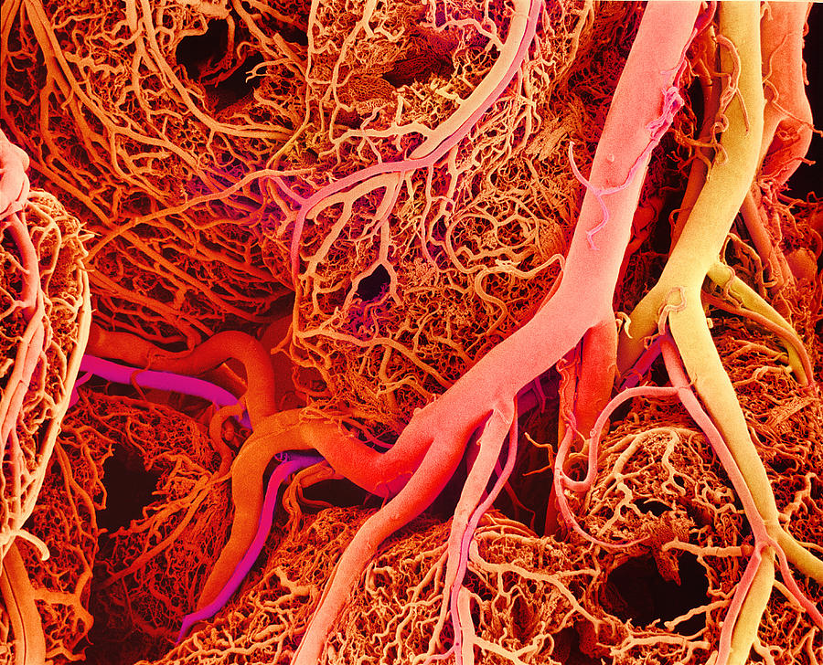 blood-vessels-sem-1ykwp1o