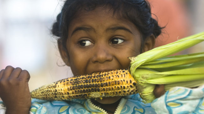 Eating-GMO-corn-on-the-cob-1-650x366
